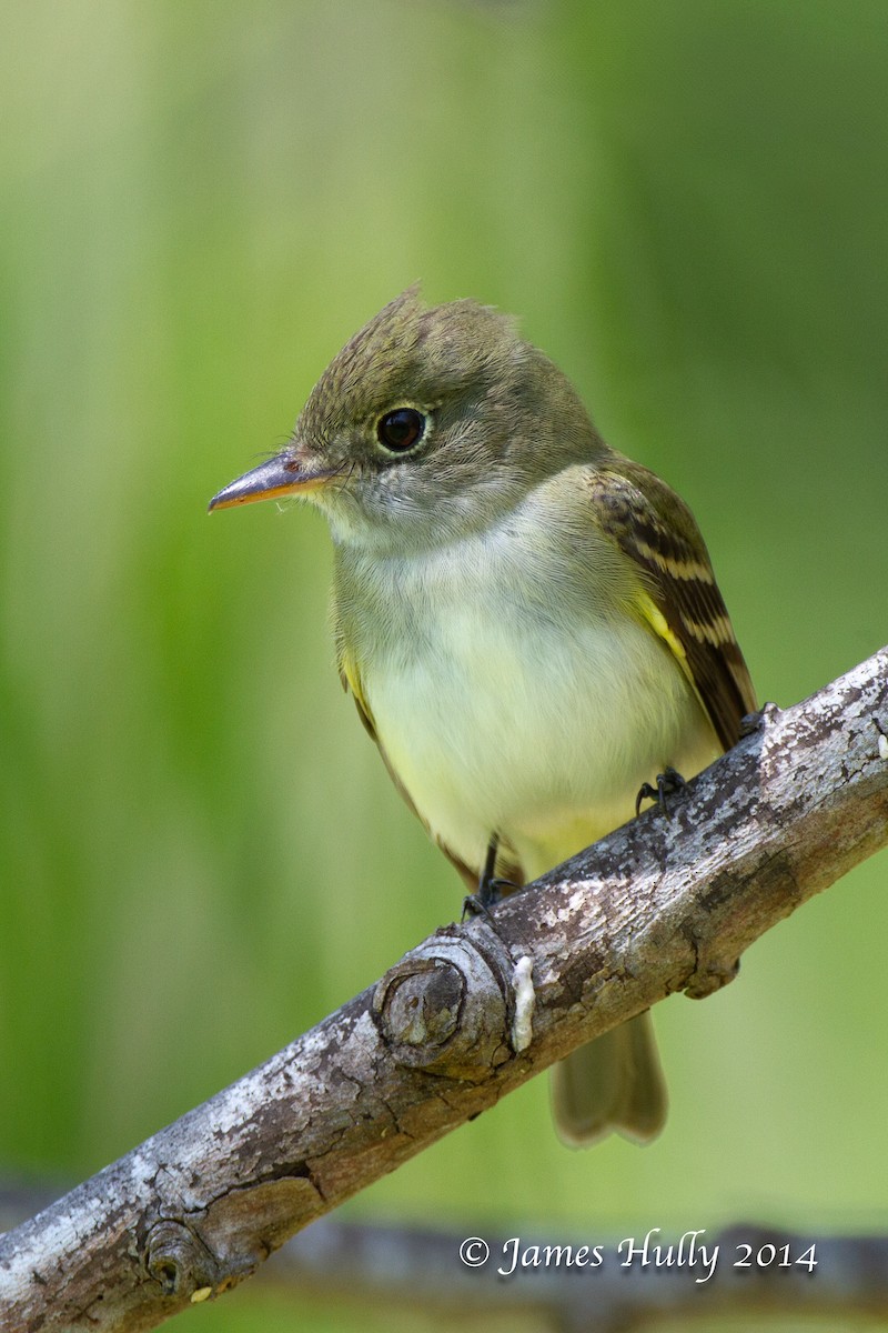 Acadian Flycatcher - ML644002885