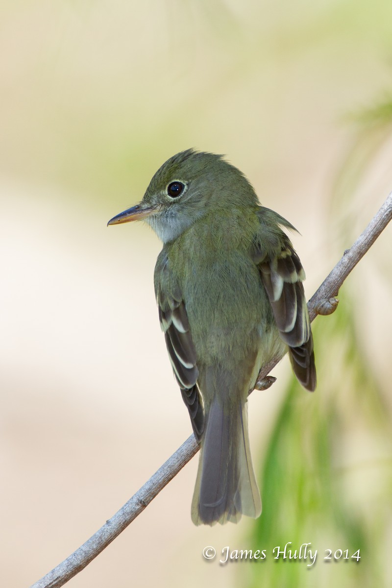 Acadian Flycatcher - ML644002888