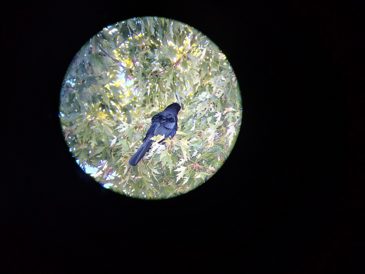 vlhovec velkoocasý - ML644002909