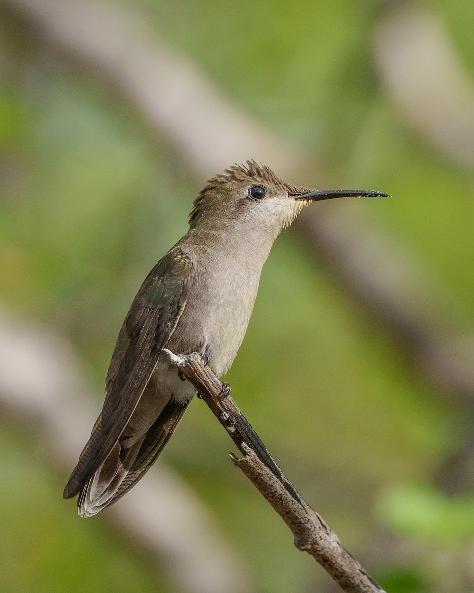 Ruby-topaz Hummingbird - ML644002924