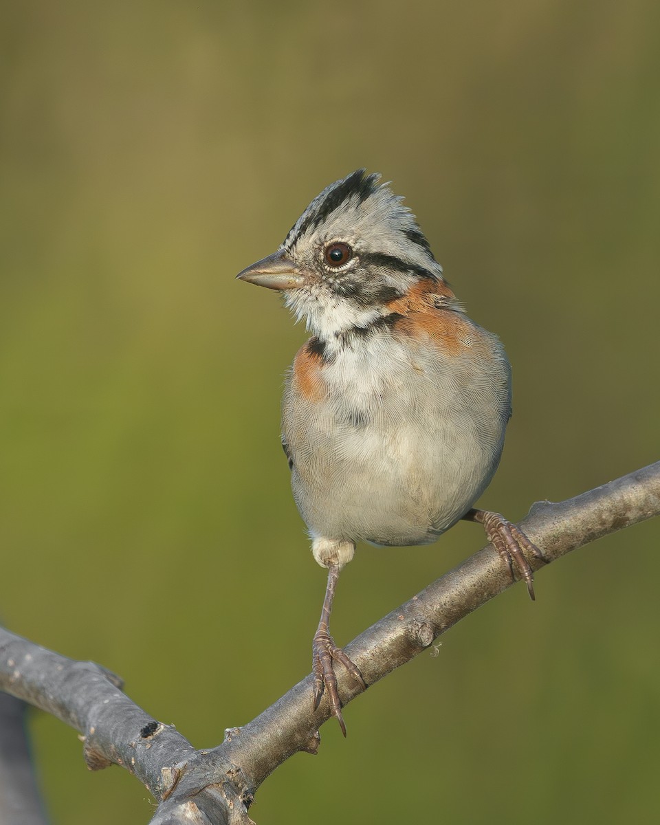Rufous-collared Sparrow - ML644002927