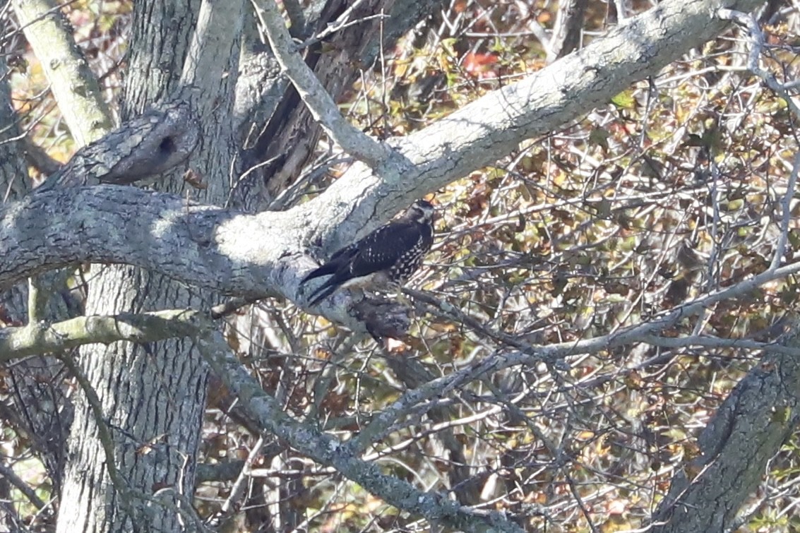 Swainson's Hawk - ML644002932