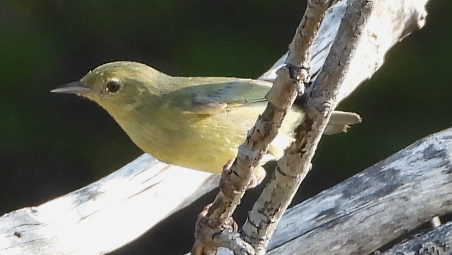 Bicolored Conebill - ML644002933