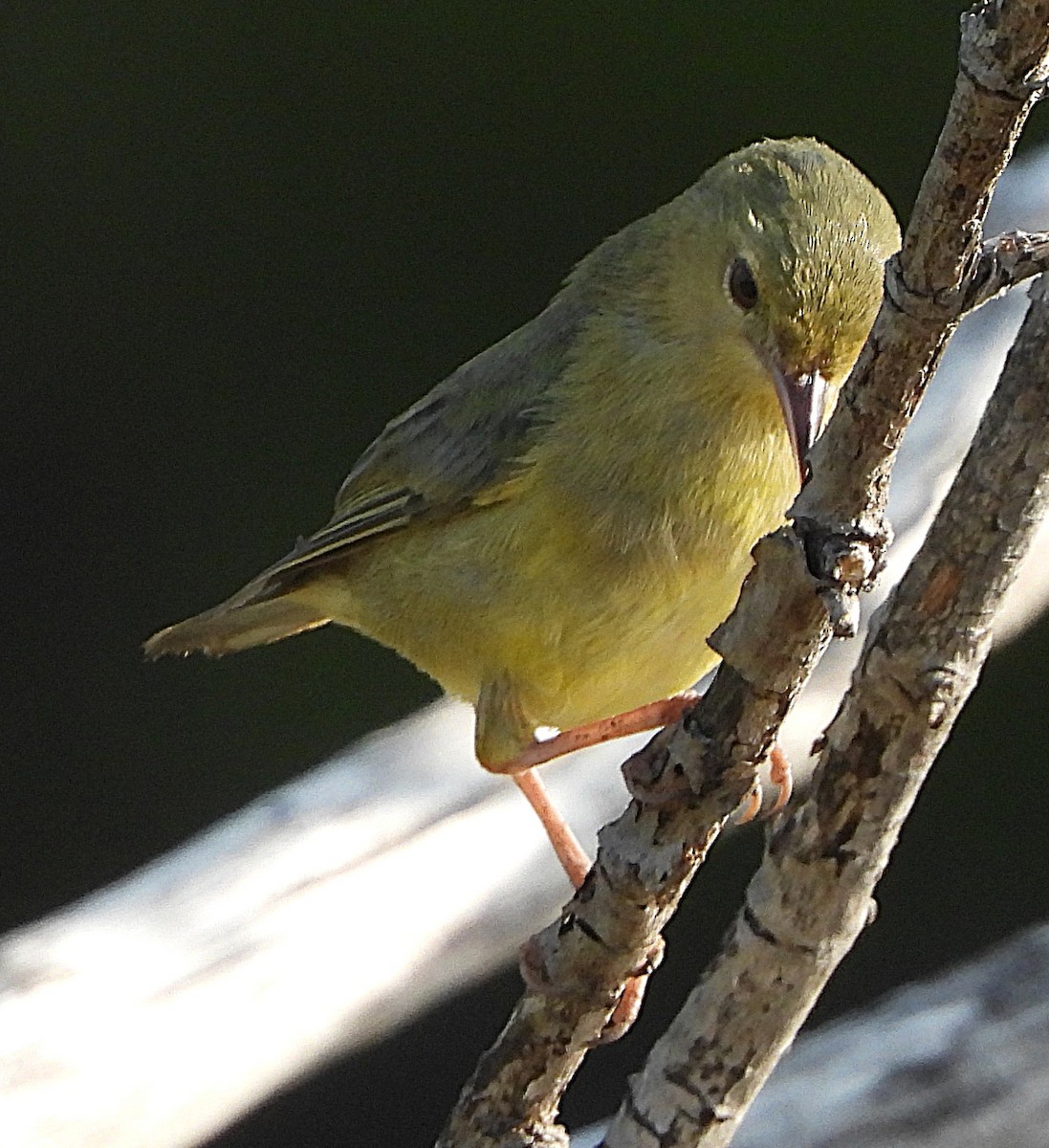 Bicolored Conebill - ML644002934
