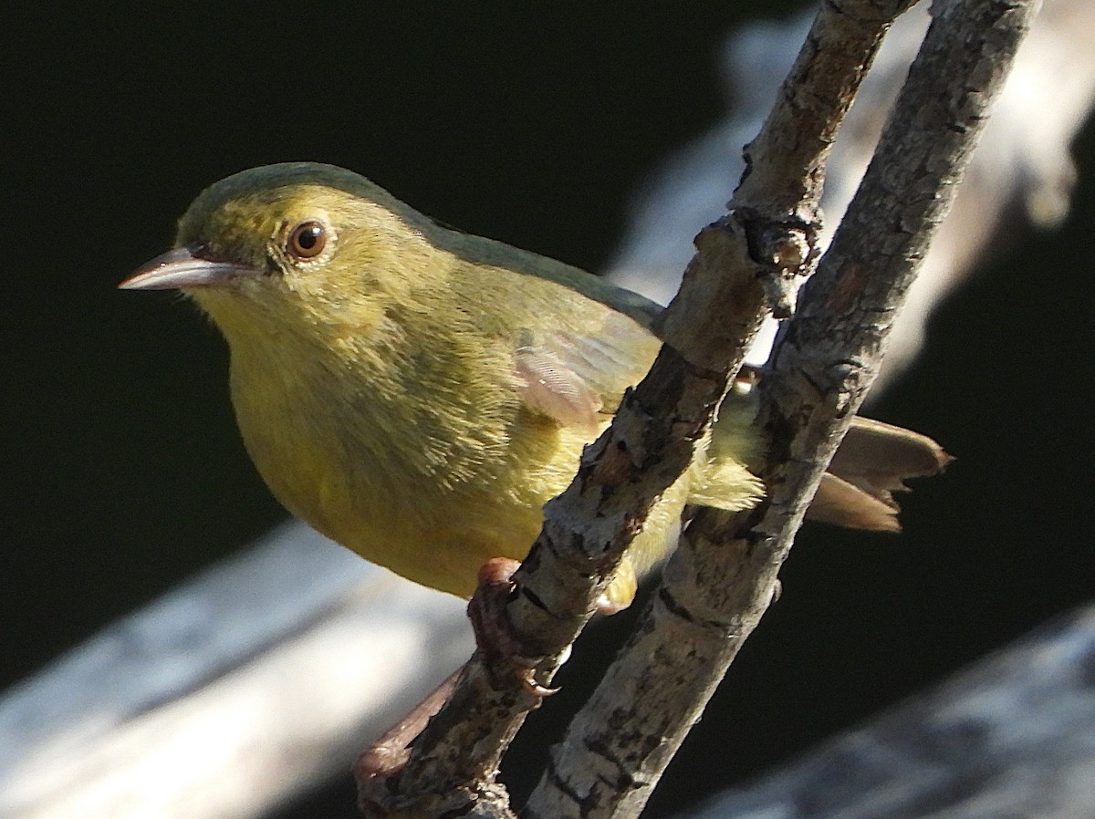 Bicolored Conebill - ML644002935