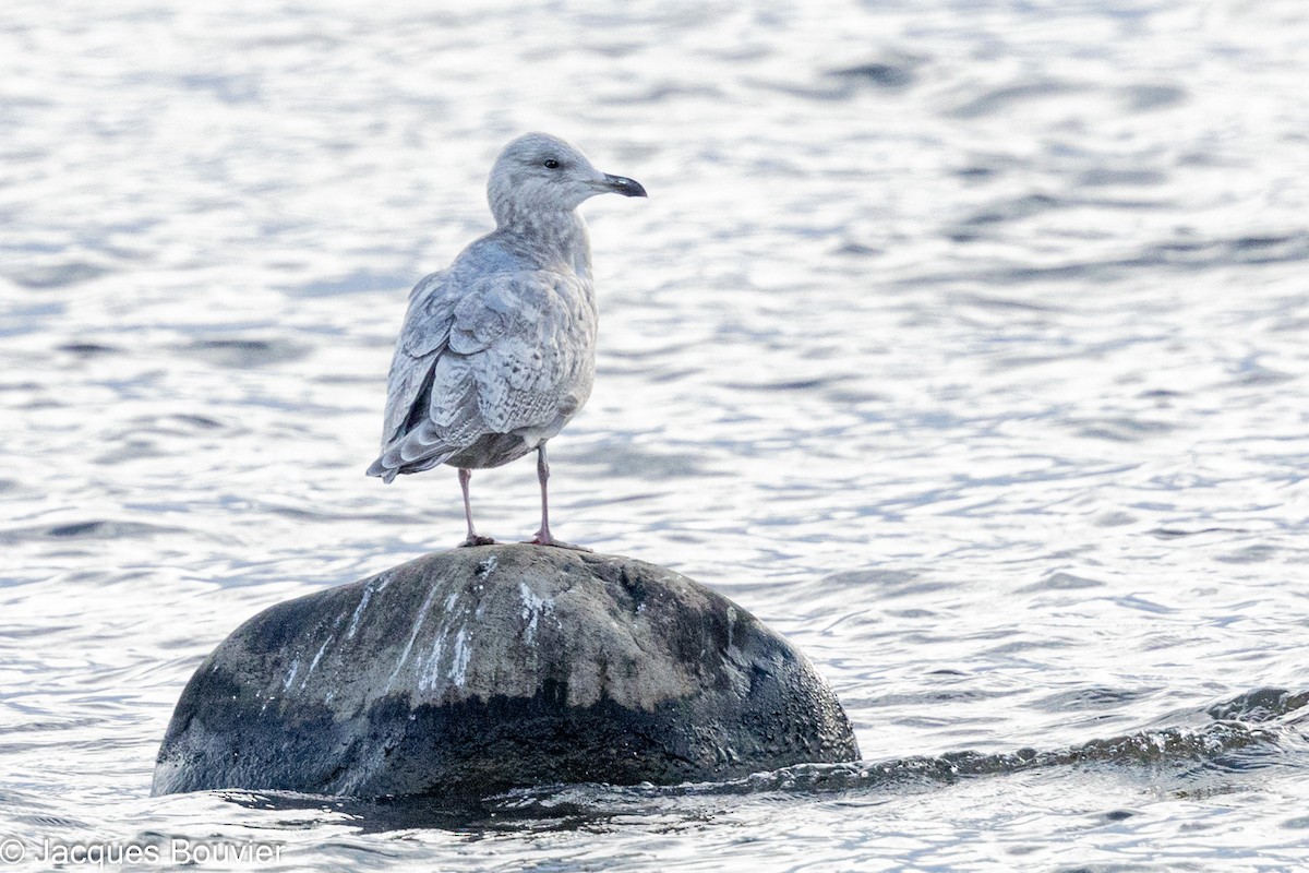 Iceland Gull - ML644002946