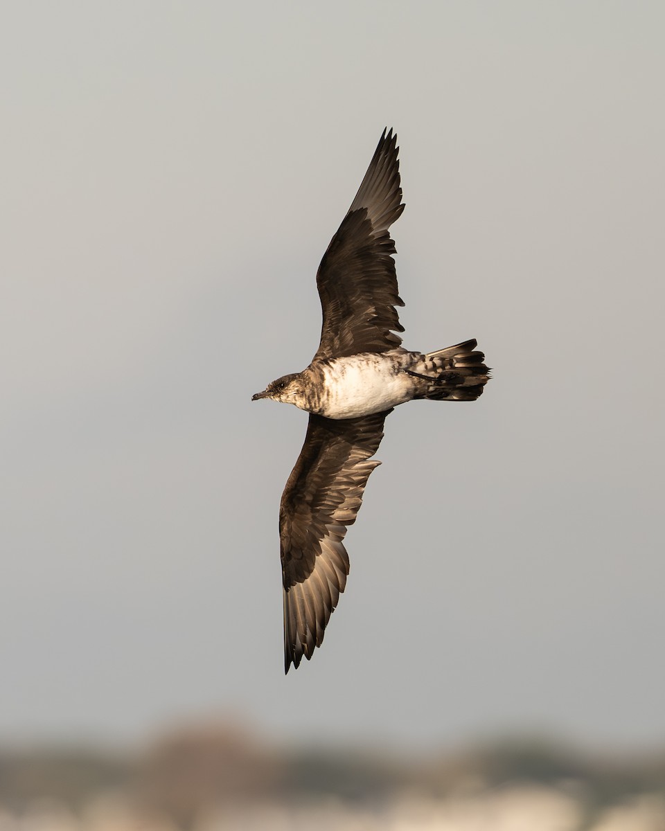 クロトウゾクカモメ - ML644002966