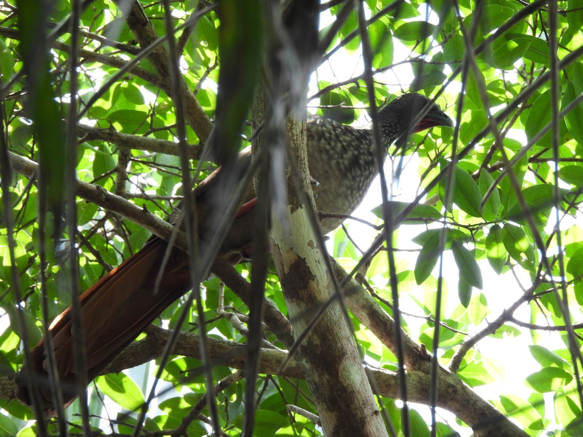 Speckled Chachalaca - ML644002967