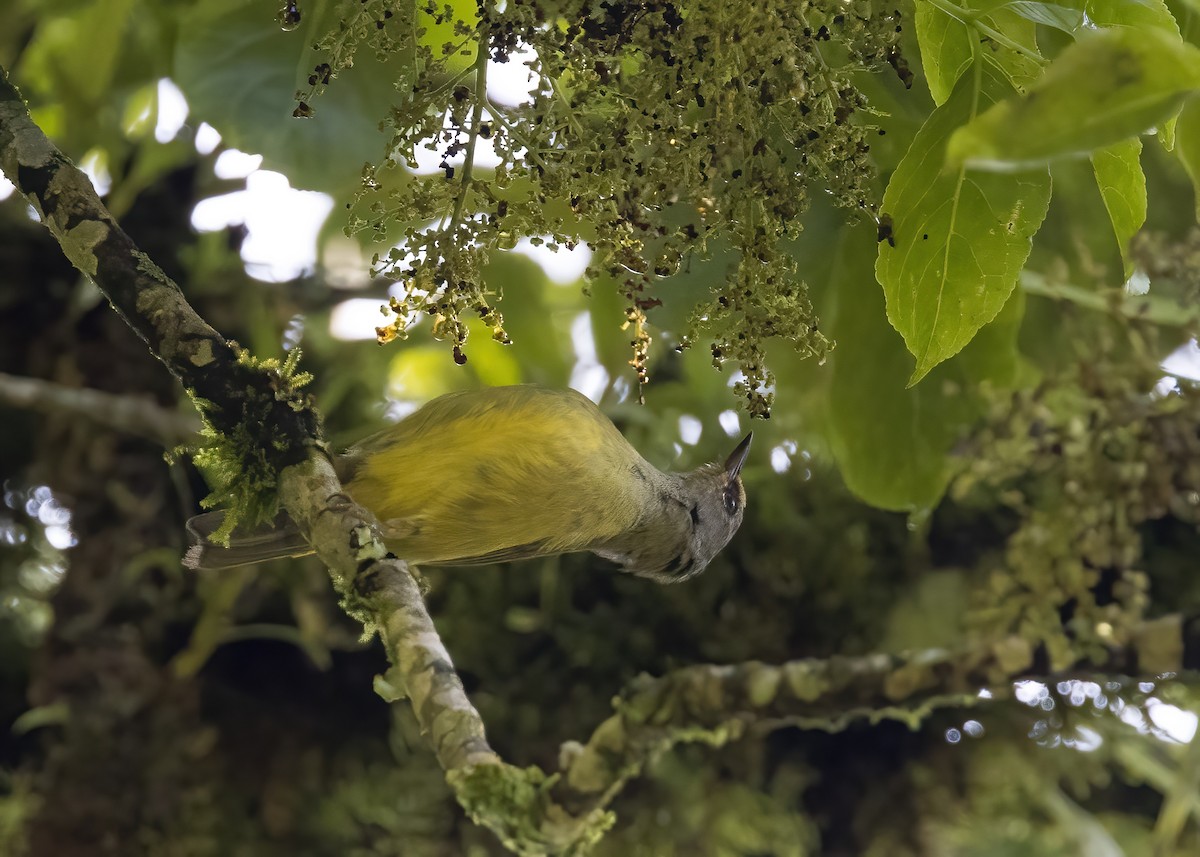 Javan Heleia - ML644002968