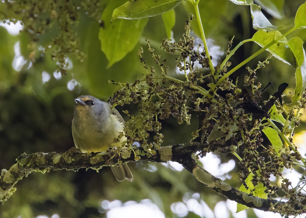 Javan Heleia - ML644002969