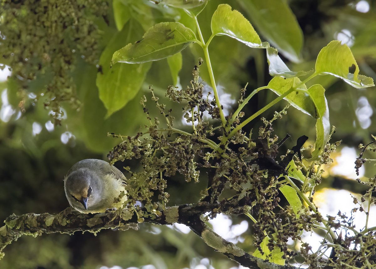 Javan Heleia - ML644002970