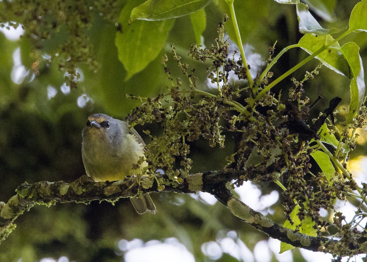 Javan Heleia - ML644002971