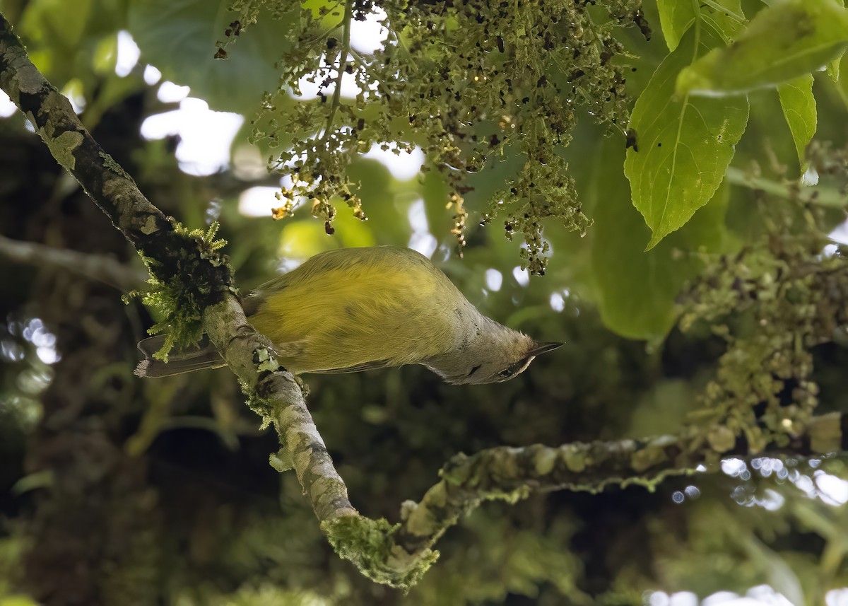 Javan Heleia - ML644002972