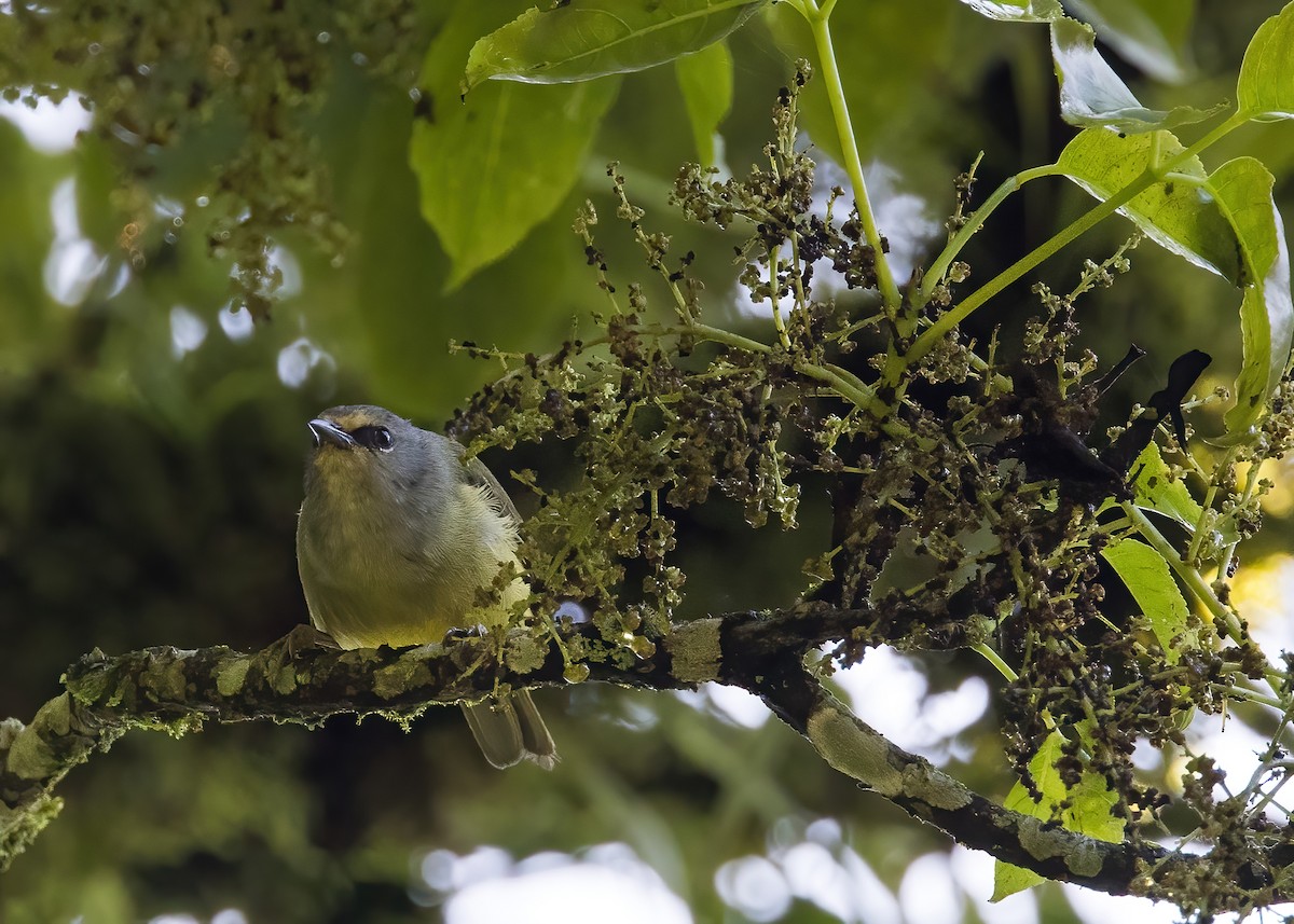 Javan Heleia - ML644002973