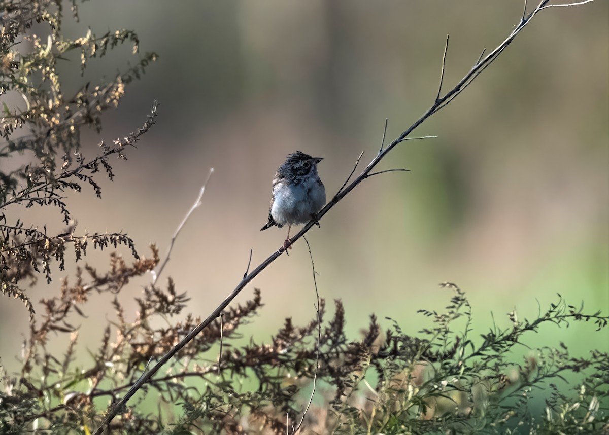 Clay-colored Sparrow - ML644002988