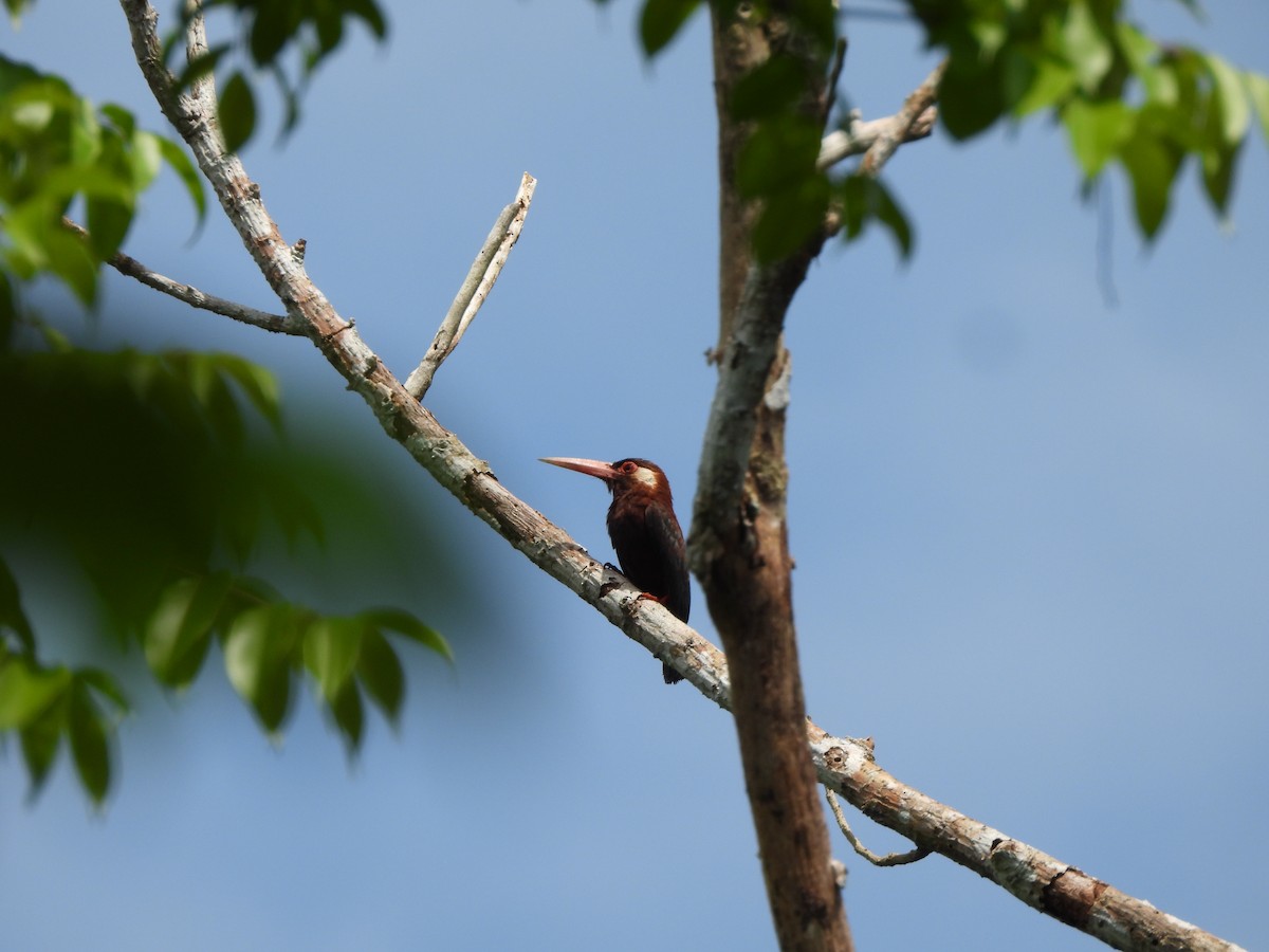 White-eared Jacamar - ML644002990