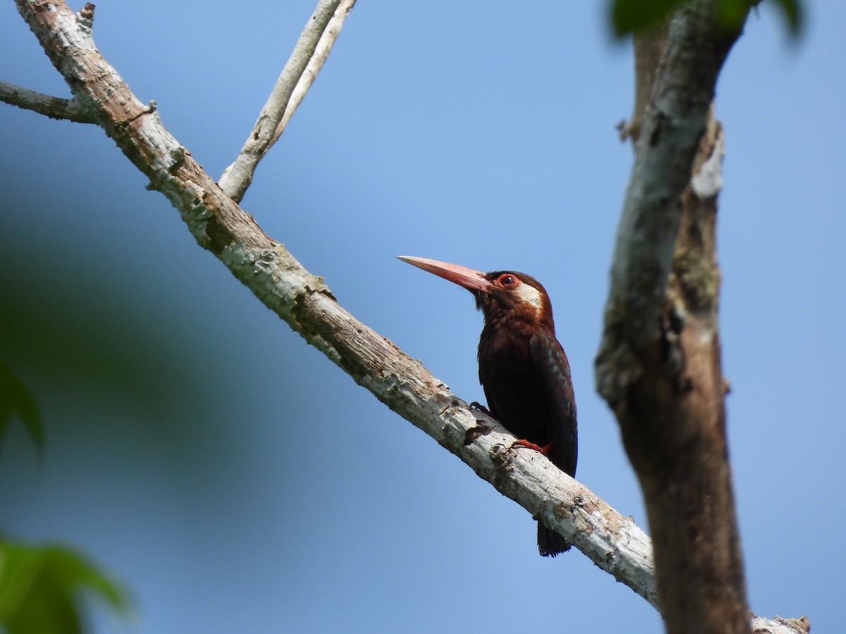 White-eared Jacamar - ML644002991
