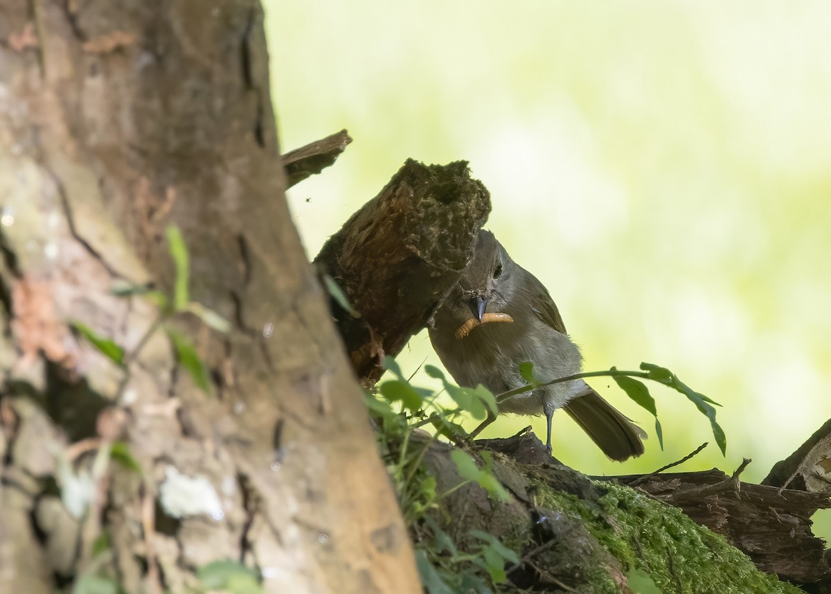 オリーブミツリンヒタキ - ML644002997