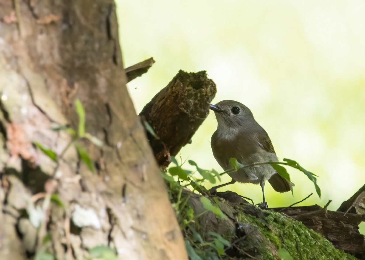 オリーブミツリンヒタキ - ML644002998