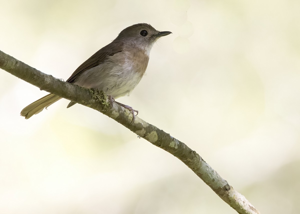 オリーブミツリンヒタキ - ML644003000