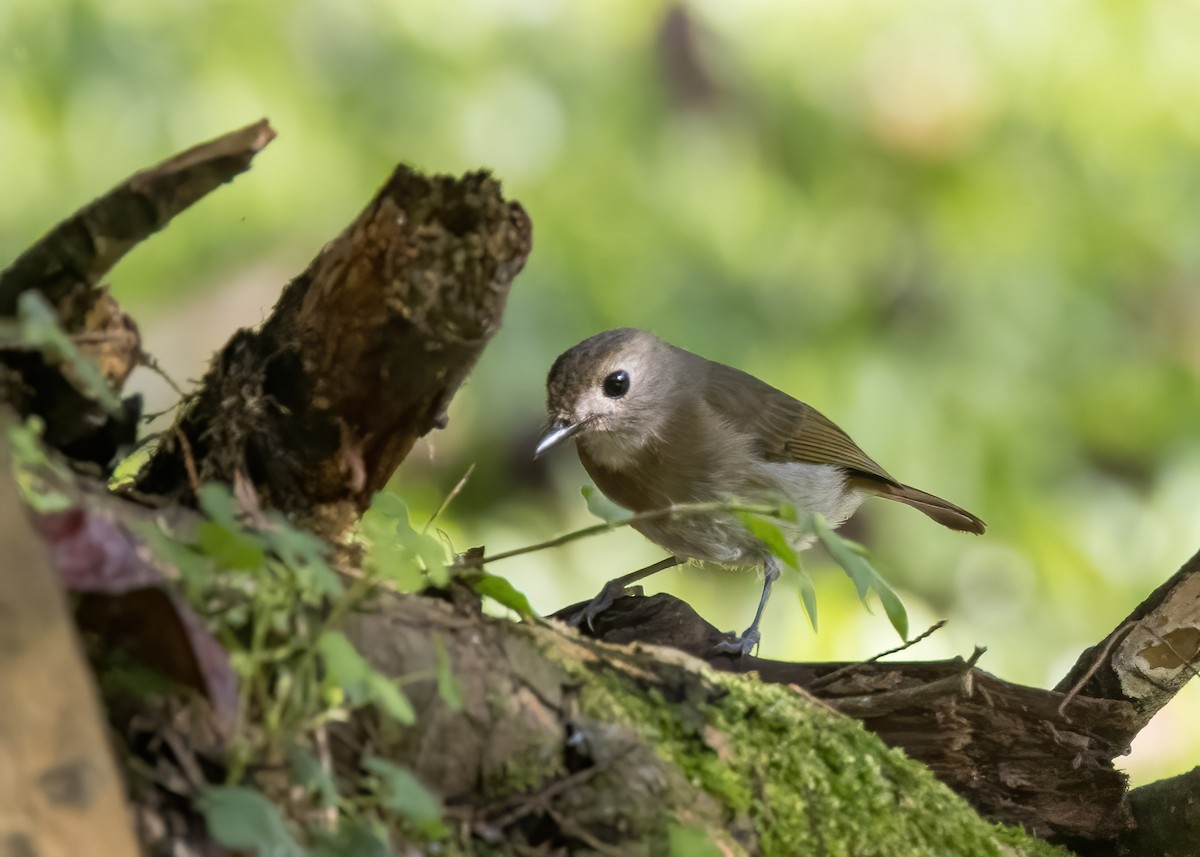 オリーブミツリンヒタキ - ML644003001