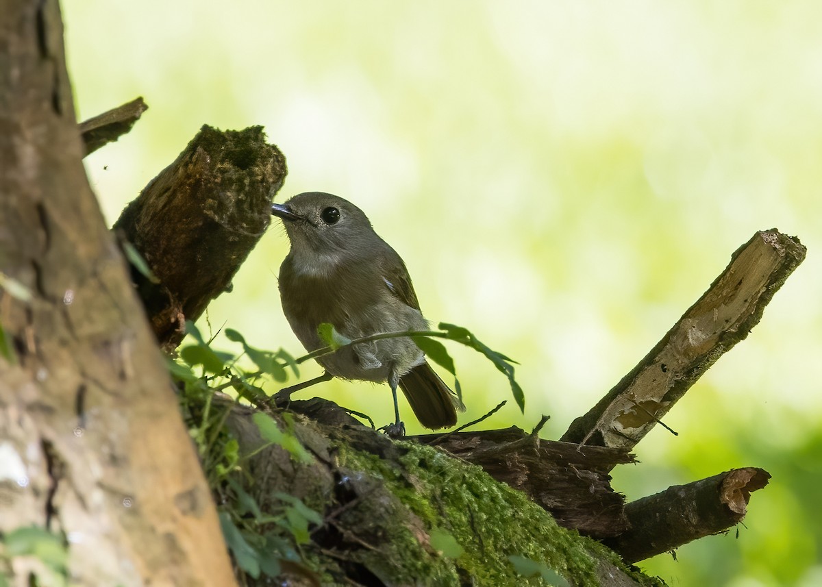 オリーブミツリンヒタキ - ML644003002