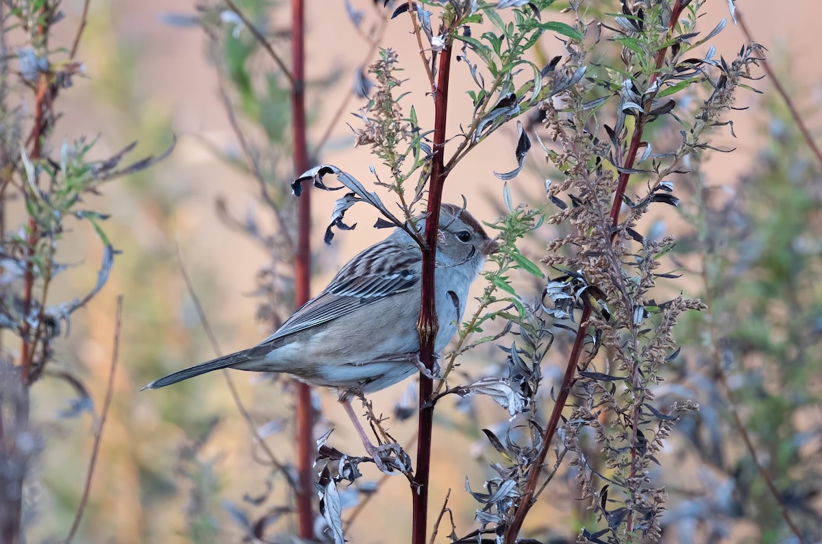 White-crowned Sparrow - ML644003005