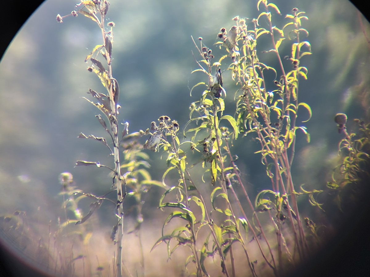 čížek severoamerický - ML644003061