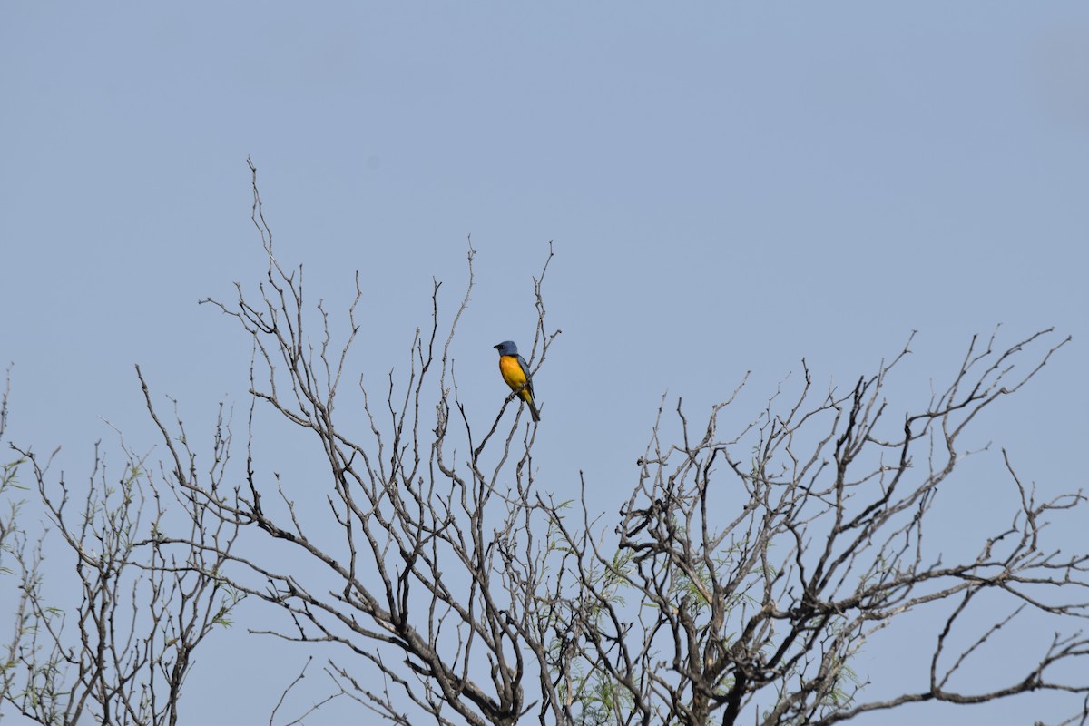 Blue-and-yellow Tanager - ML644003075