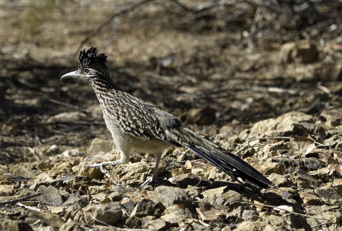 Greater Roadrunner - ML644003083