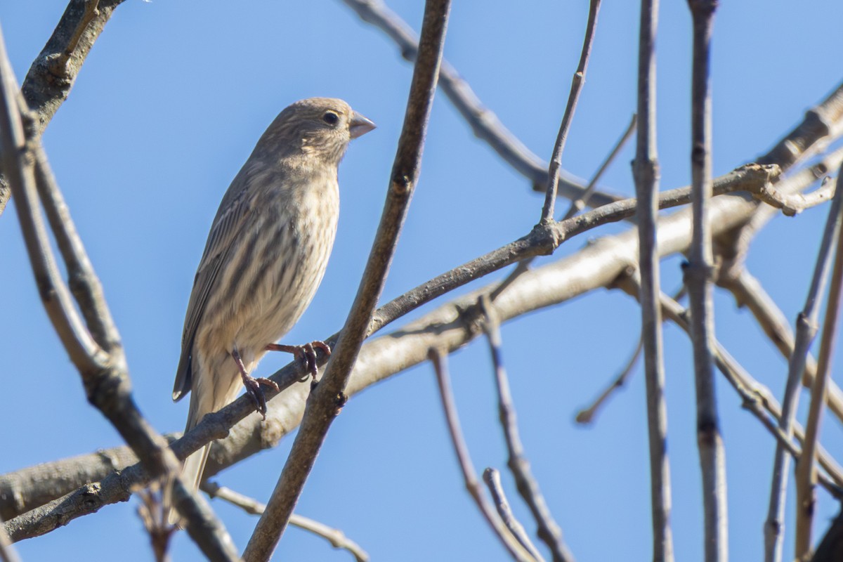 House Finch - Toni Weir