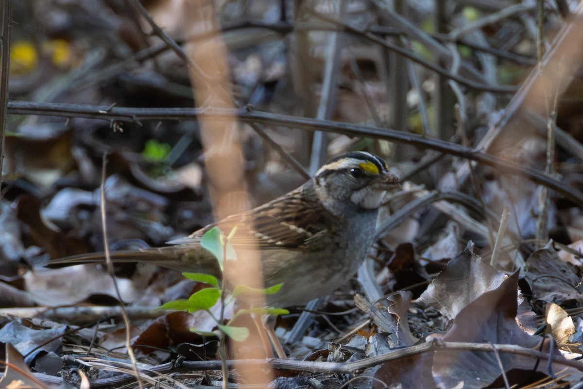 White-throated Sparrow - Toni Weir