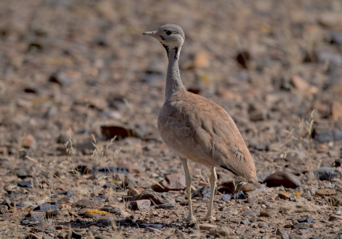 Rüppell's Bustard - ML644003122