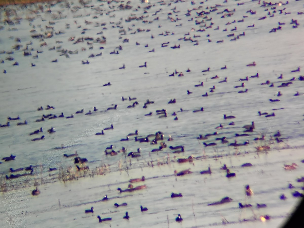 lyska americká - ML644003130