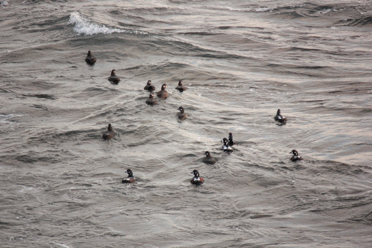 Harlequin Duck - ML644003134
