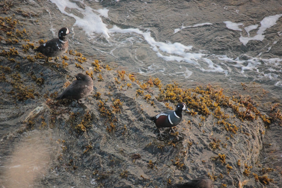 Harlequin Duck - ML644003135