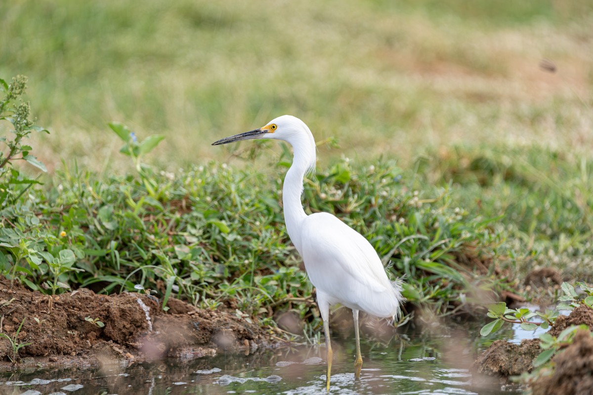 Snowy Egret - ML644003143