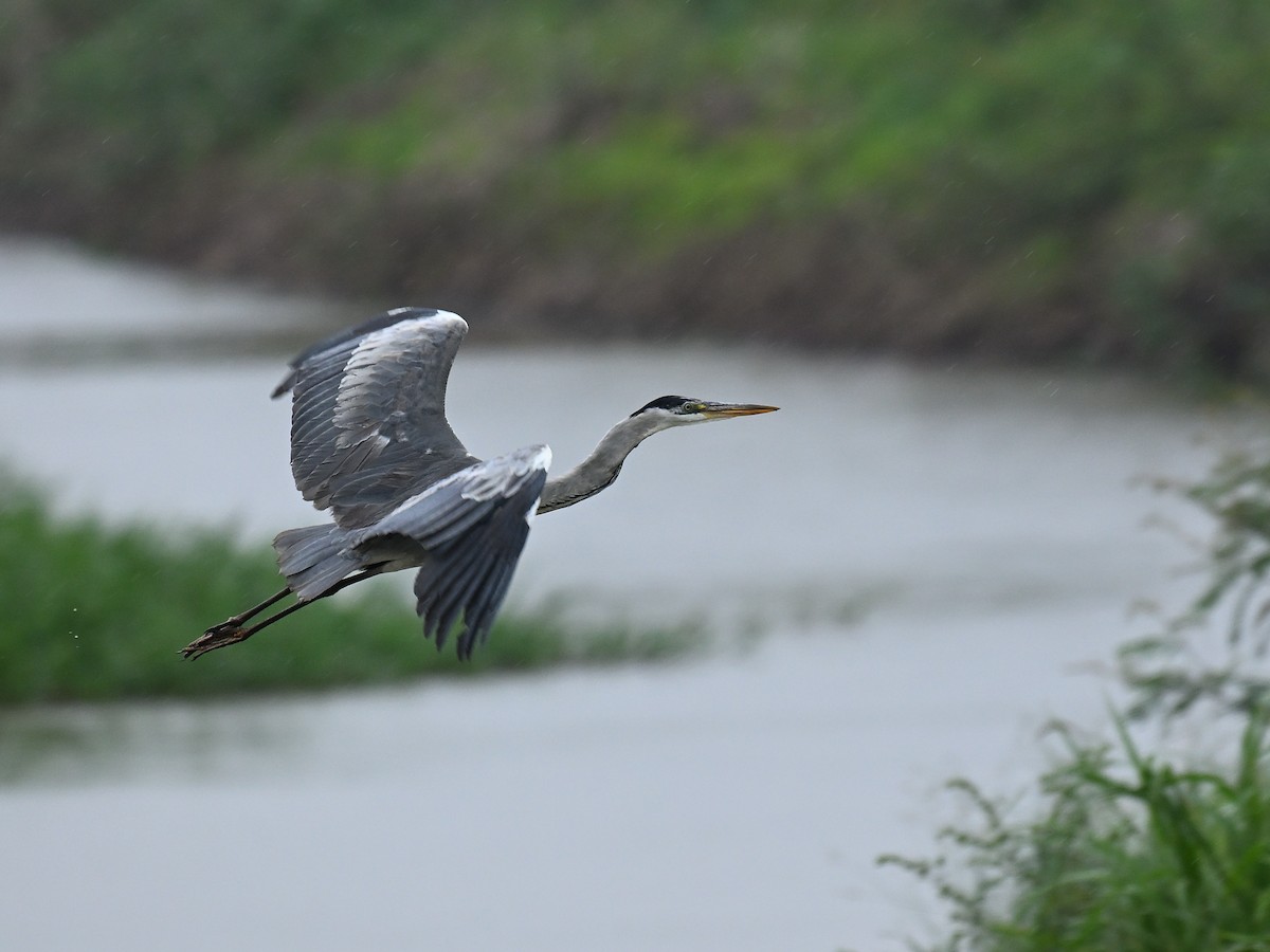 Cocoi Heron - ML644003146