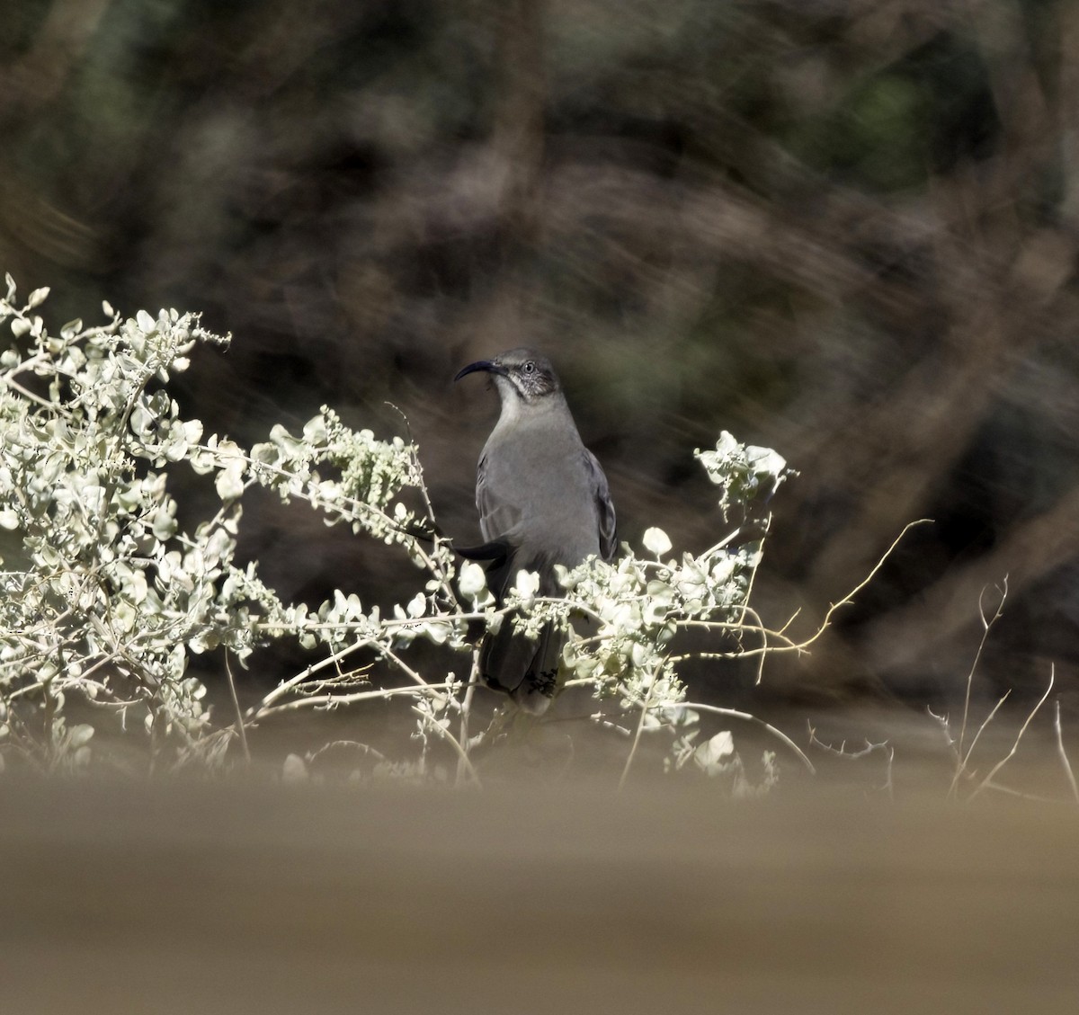 Crissal Thrasher - ML644003147