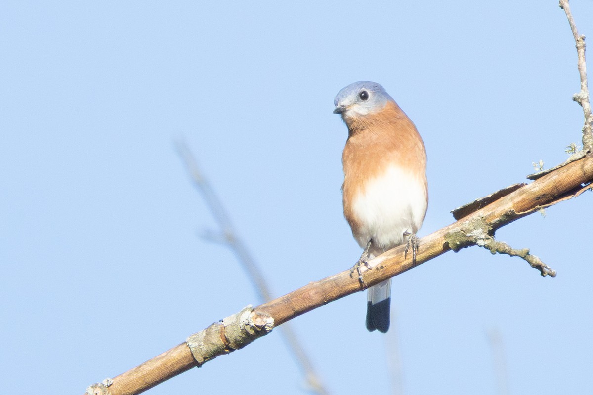 Eastern Bluebird - Toni Weir