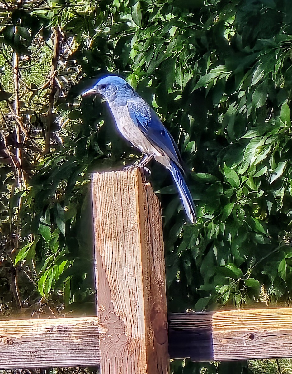 Mexican Jay - ML644003153