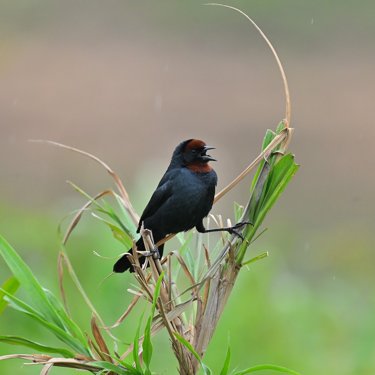 Chestnut-capped Blackbird - ML644003169
