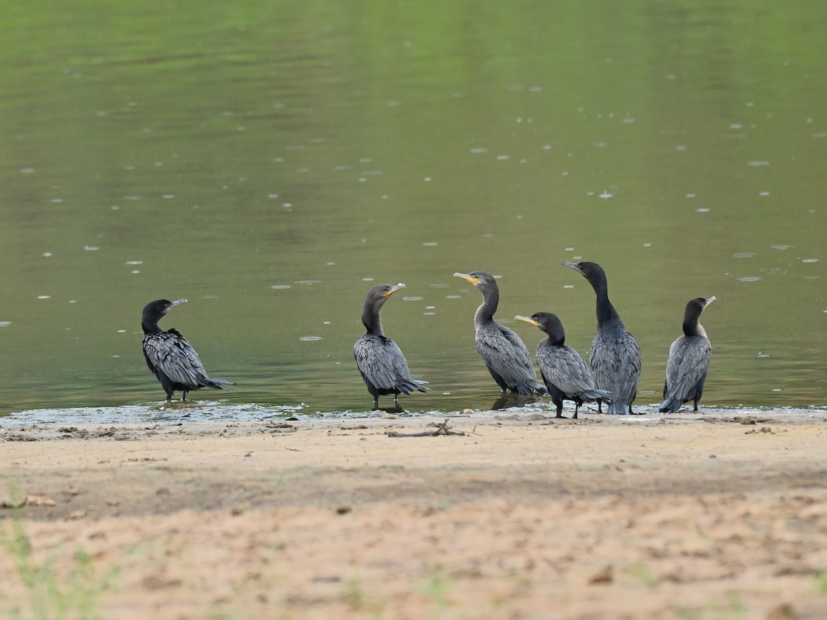 Neotropic Cormorant - ML644003175
