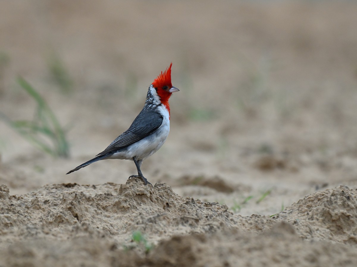 Red-crested Cardinal - ML644003186