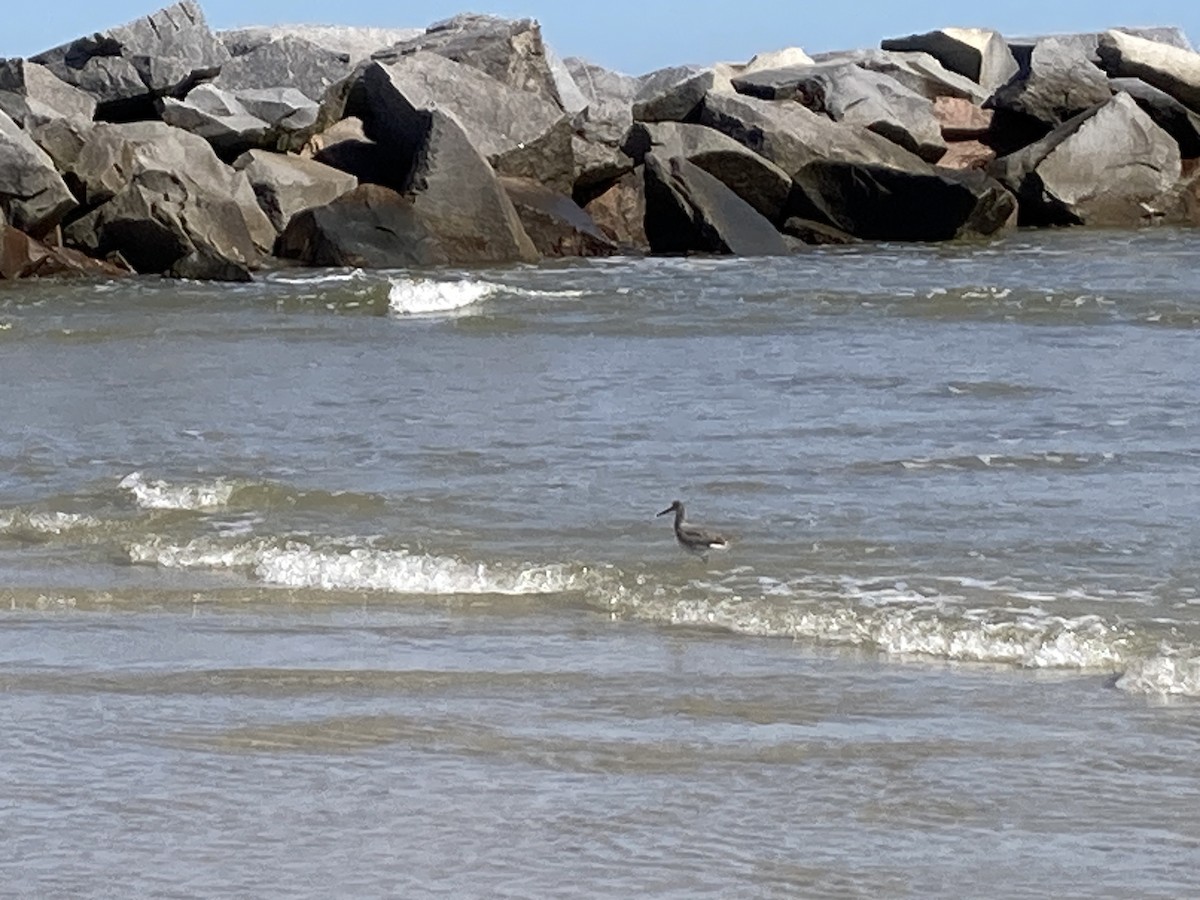 Hudsonian/Eurasian Whimbrel - ML644003187