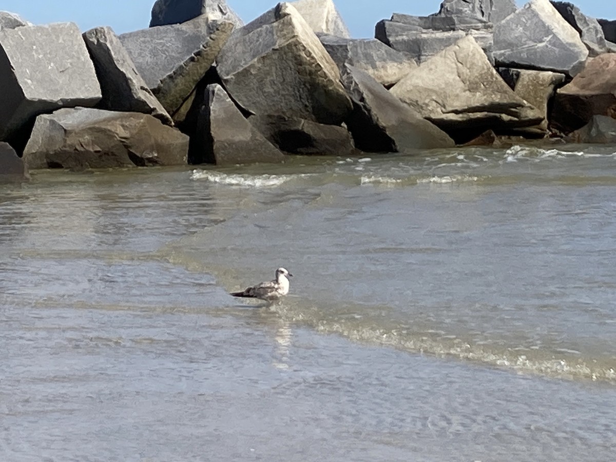 Hudsonian/Eurasian Whimbrel - ML644003188