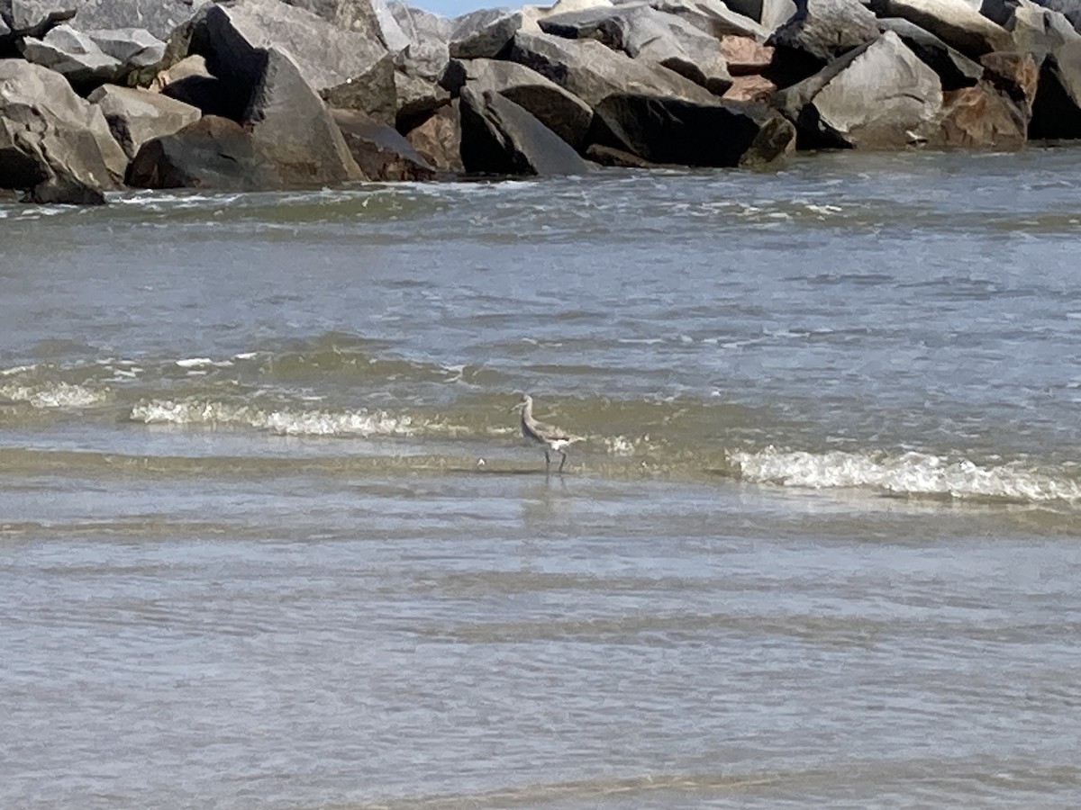 Hudsonian/Eurasian Whimbrel - ML644003189