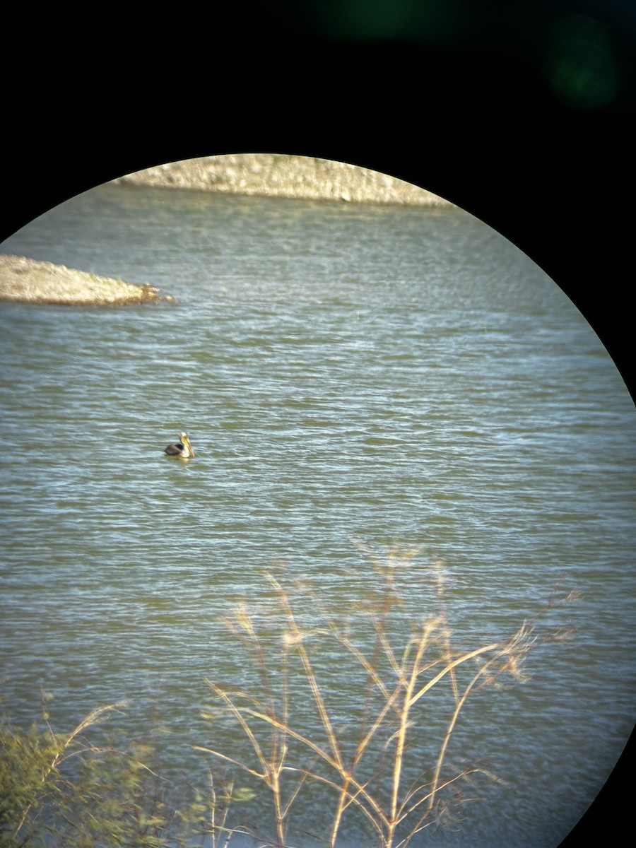 Brown Pelican - ML644003190