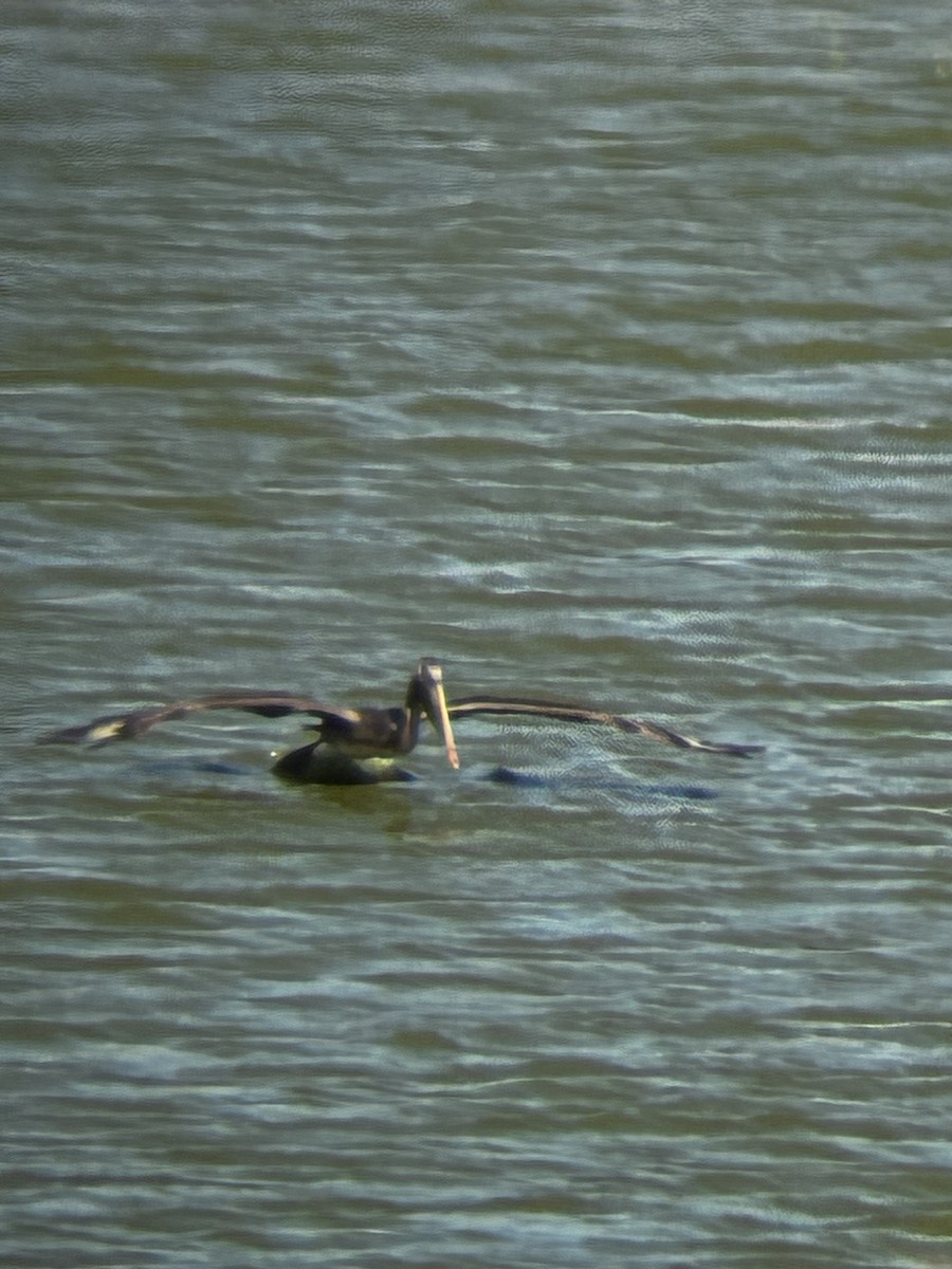 Brown Pelican - ML644003191