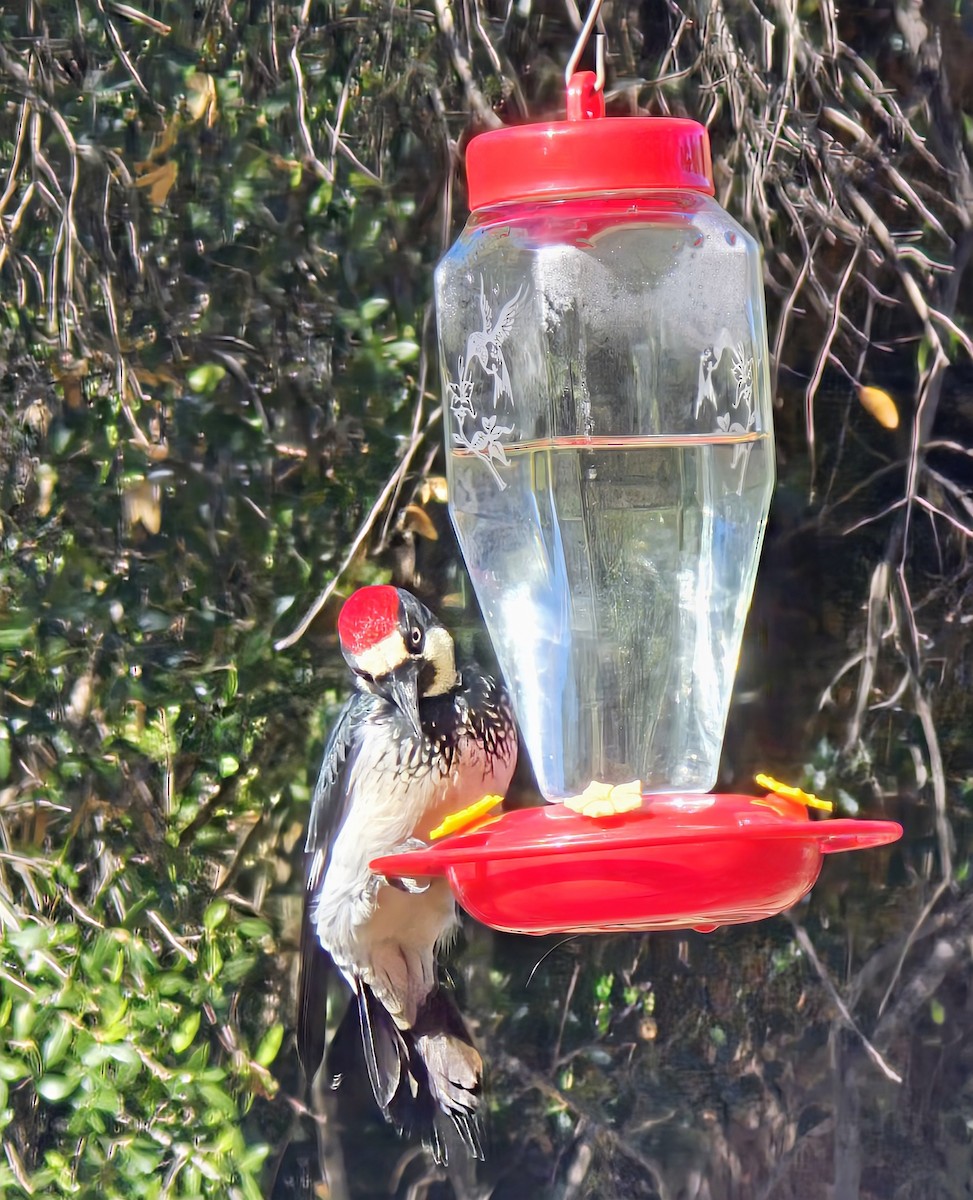 Acorn Woodpecker - ML644003199